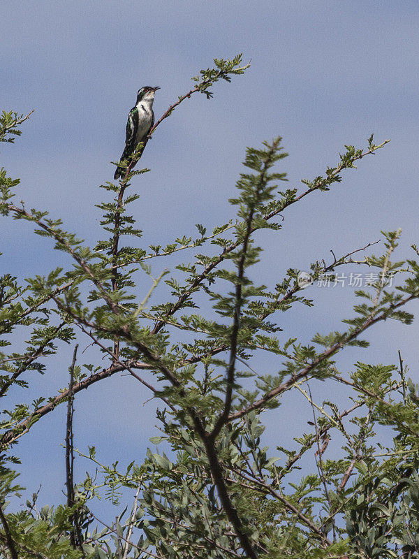 Diederik Cuckoo, Chrysococcyx caprius, in tree; Etosha_N.P., Namibia, Africa